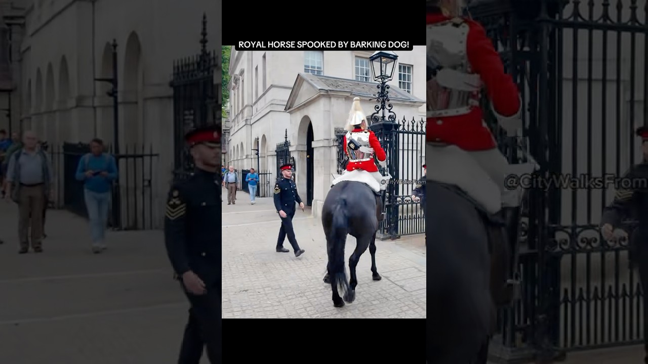 Guard Horse Spooked by Barking Dog #kingsguard