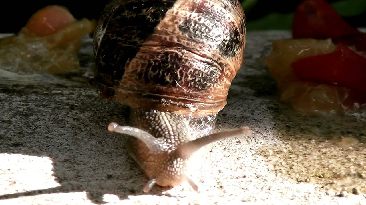 Animales de jardín