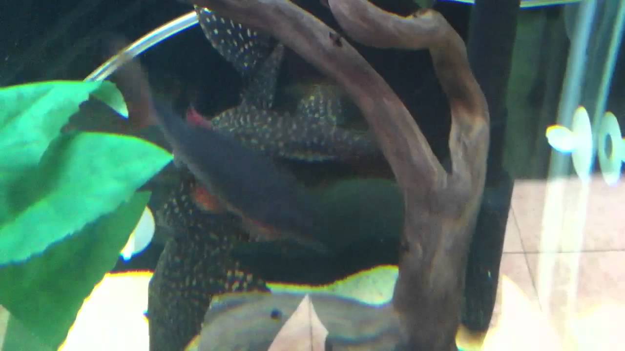 My placos doing strange move