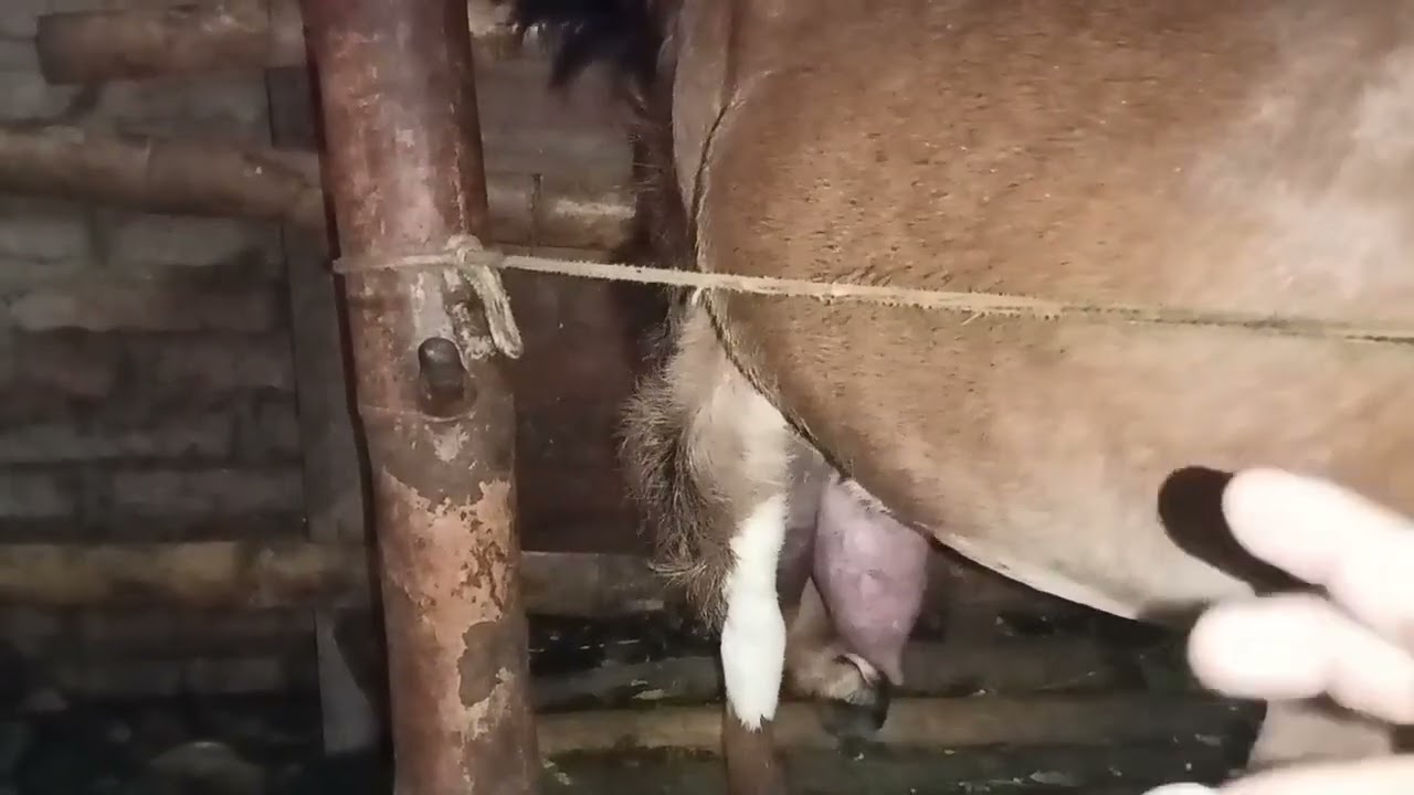 ciri susu kambing bengkak yang masih kategori aman di pelihara