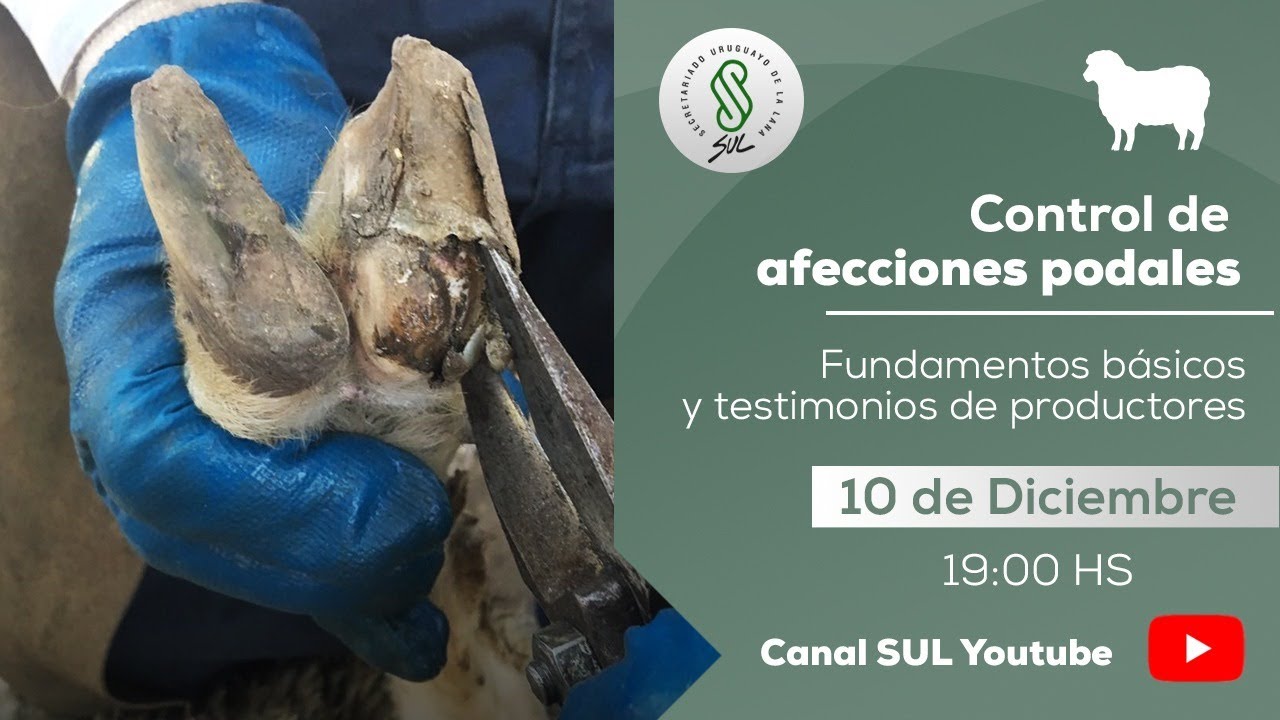 Control de Afecciones Podales