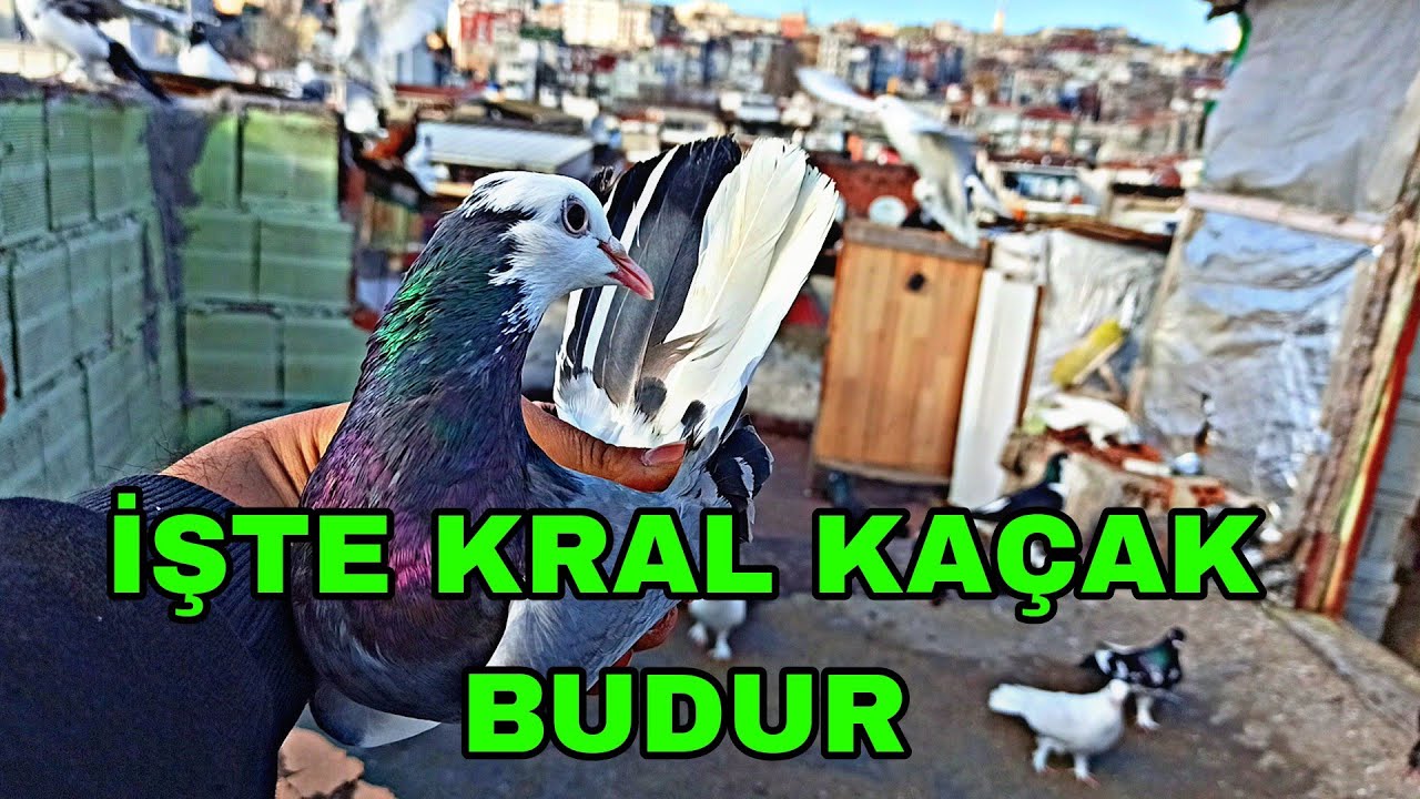 BENİM DİYEN DÖNEKÇİNİN KÜMESİNDE YOK KAÇAK DÖNEK YAKALADİK