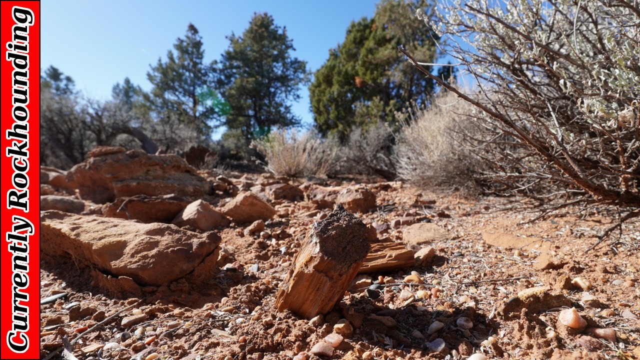 Gooseberry Mesa Petrified Wood