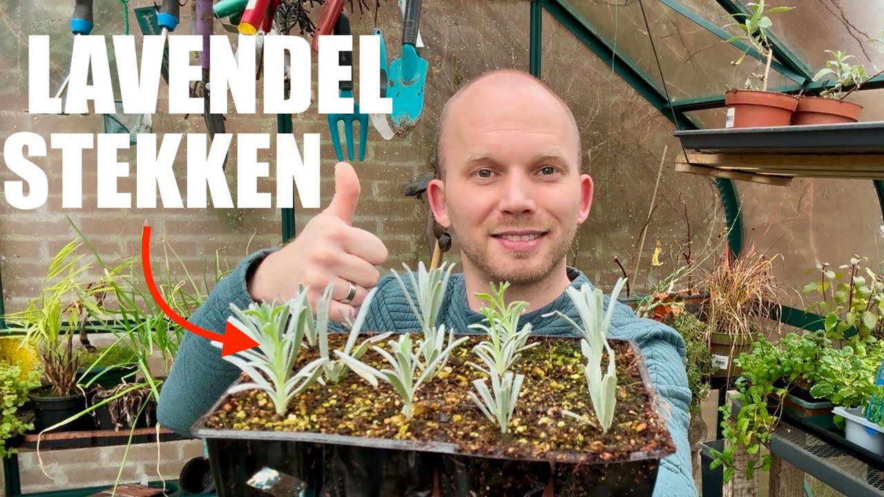 Succesvol Lavendel Stekken: 🌿 11 Onmisbare Tips om Lavendel te Vermeerderen! | De Moesketier