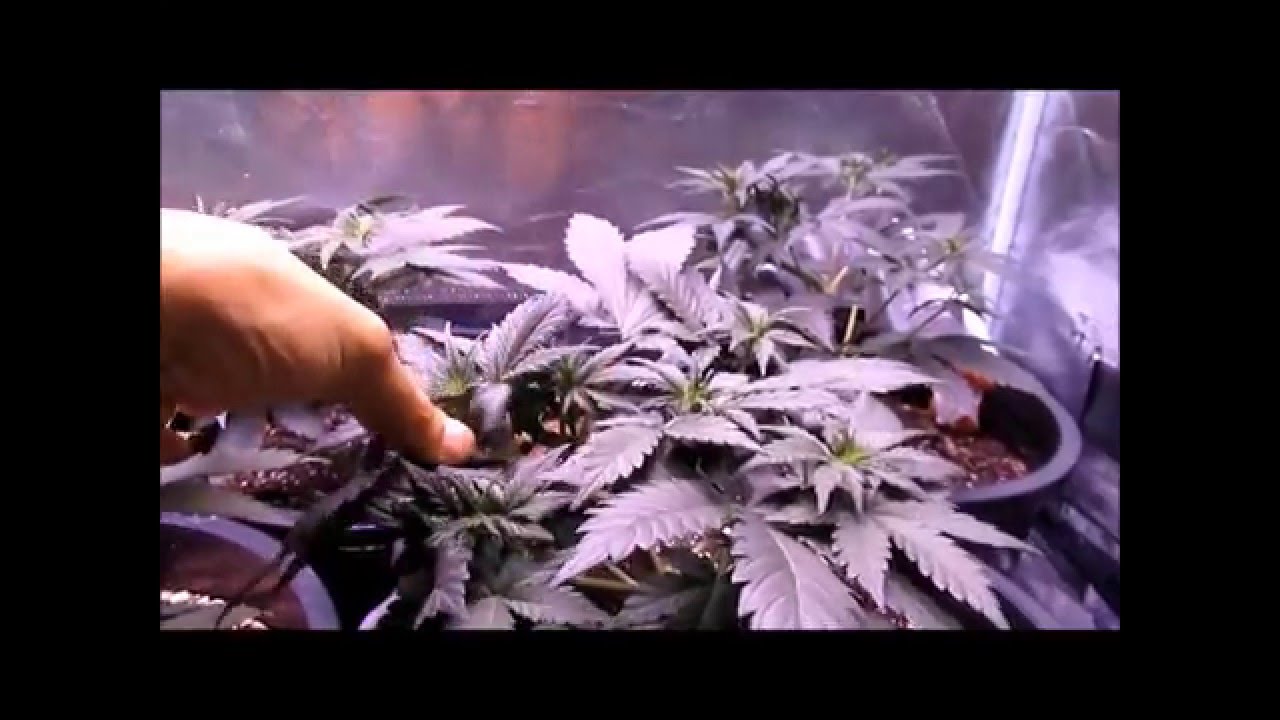 PissDrunx0420 AutoFlower Grow: S2:E5 ThunderHaze, Dark Dragon Update