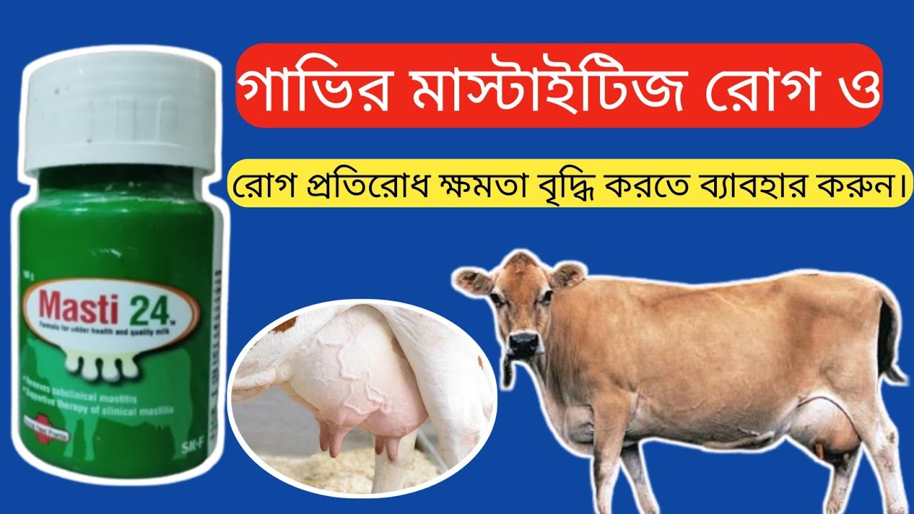 Masti24vet powder||মাস্তি২৪ ভেট পাউডার এর কাজ||গাভির মাস্টাইটিজ রোগের ঔষুধ||mollahkrishitv||