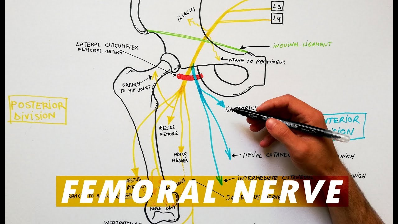 Femoral Nerve branches - Anatomy Tutorial