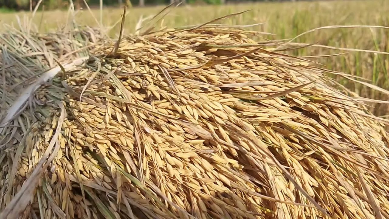 A cinematic video. The peaceful scenery of the rice field.