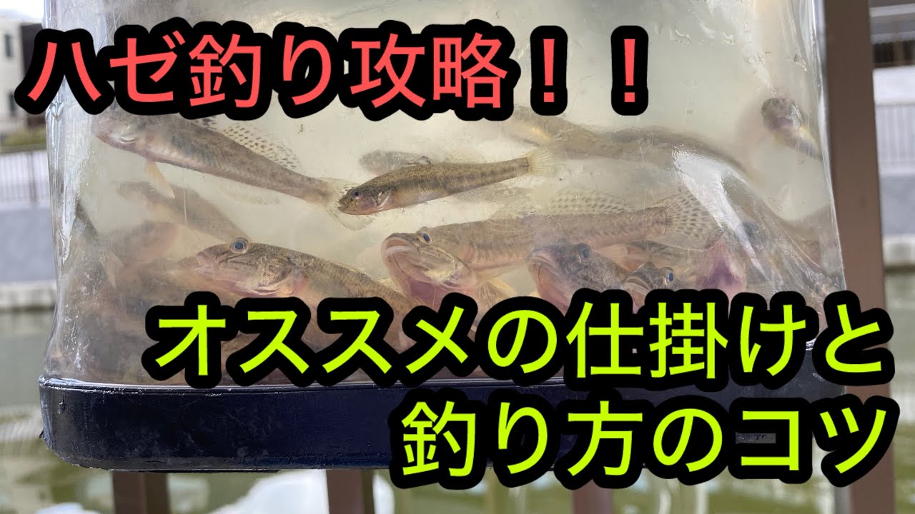 ハゼ釣りにオススメの仕掛けと釣り方のコツ