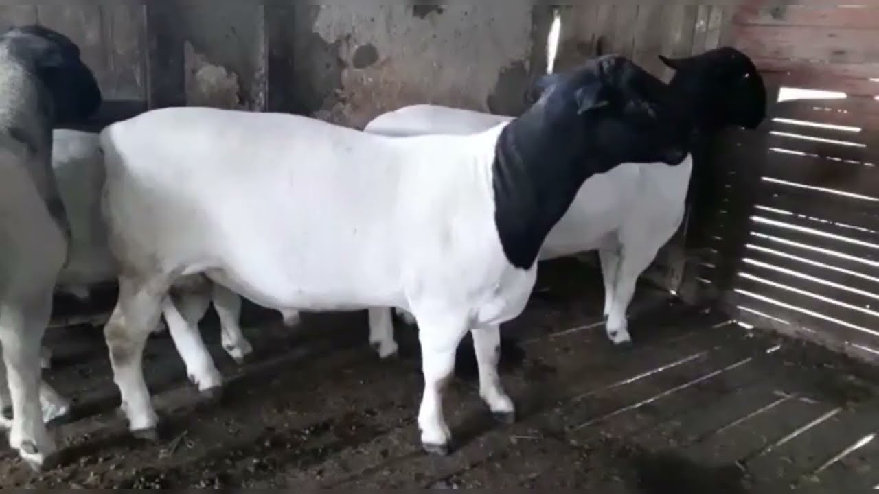 Reprodutores e Matrizes Dorper PO a Venda qualquer d&uacute;vida falar com seu batista.👆🏻🐑