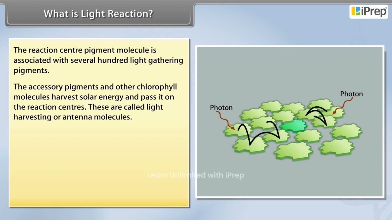 What is Light Reaction | Photosynthesis in Higher Plants | Biology | Class 11th | iPrep
