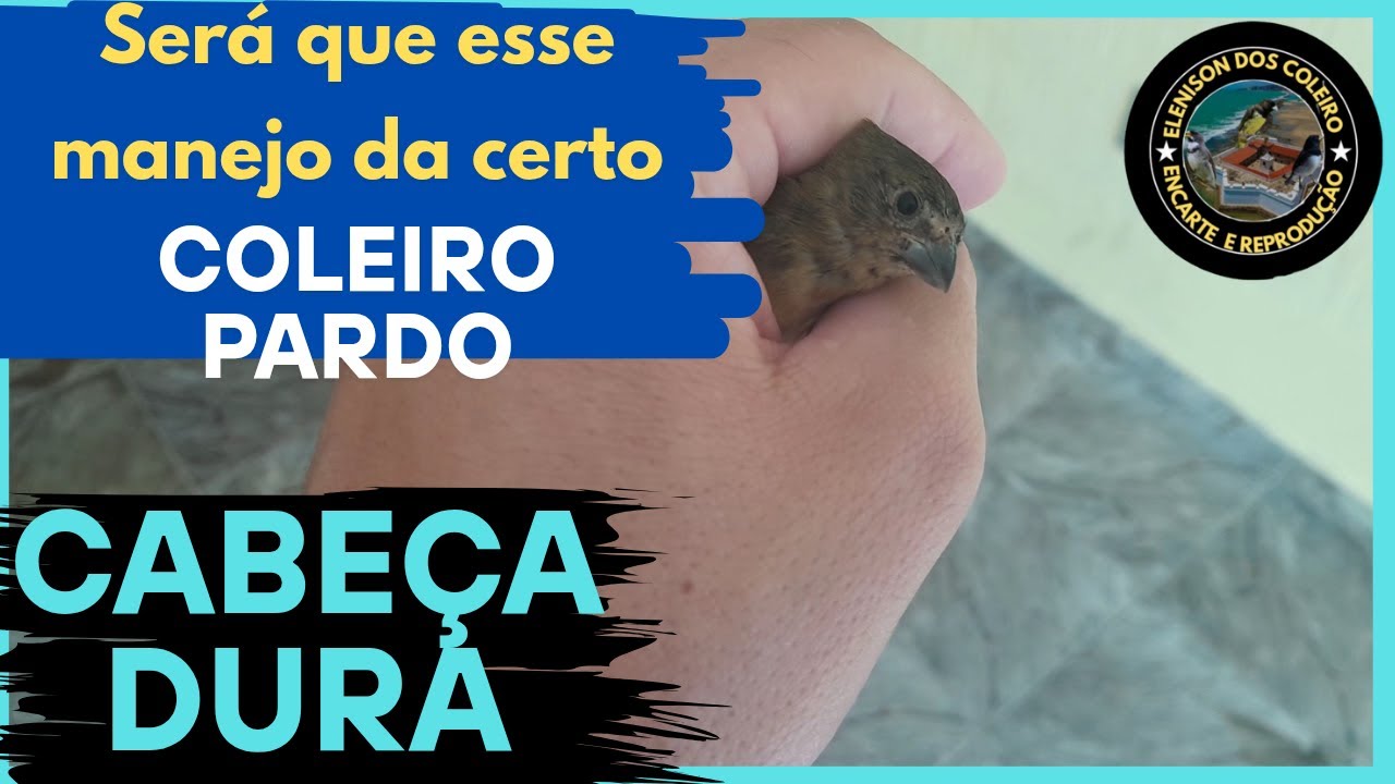 ⚠️ Cuidado! Esse manejo pode arruinar seu coleiro pardo no encarte