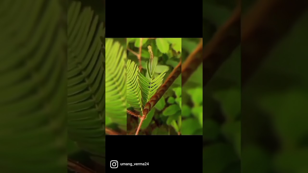 #dont #touch #plants #chui #muie