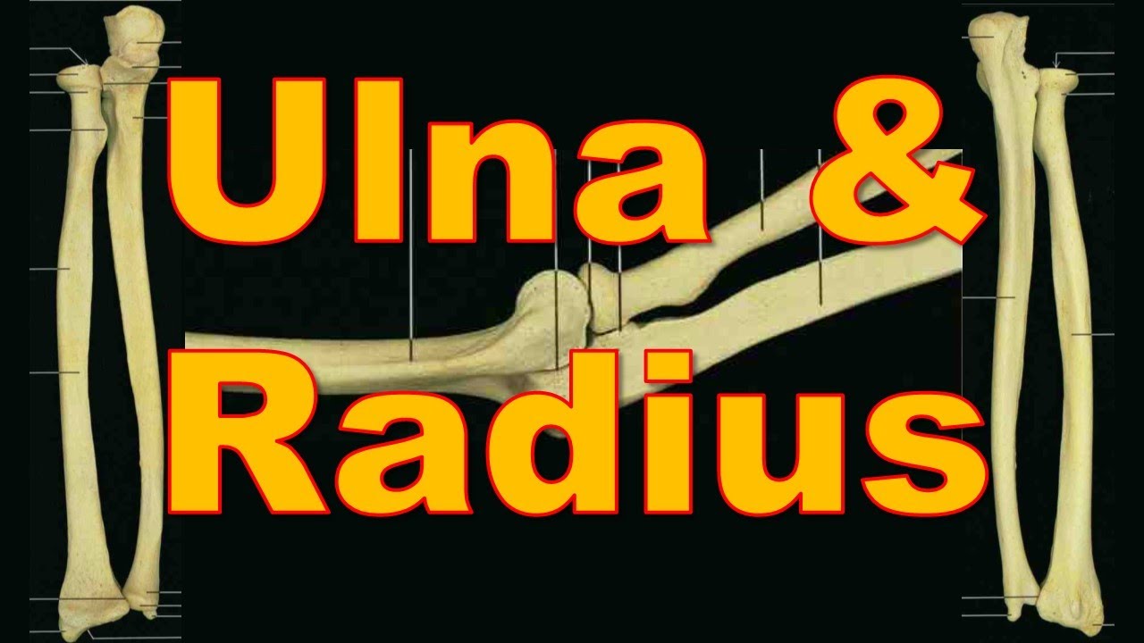 6. Ulna & Radius Bones || Upper Limb || كلية الطب - مادة التشريح || [A3] || [8]