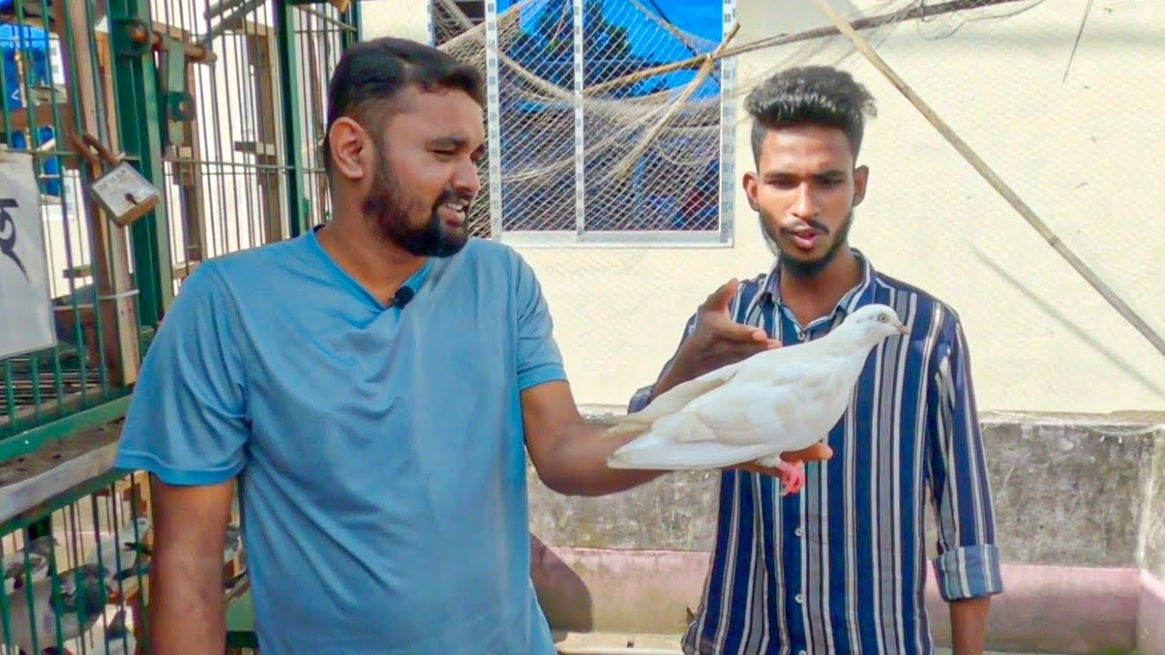 মেহেদীর ৮ ঘন্টা উড়া কবুতর আমাকে গিফট করলো