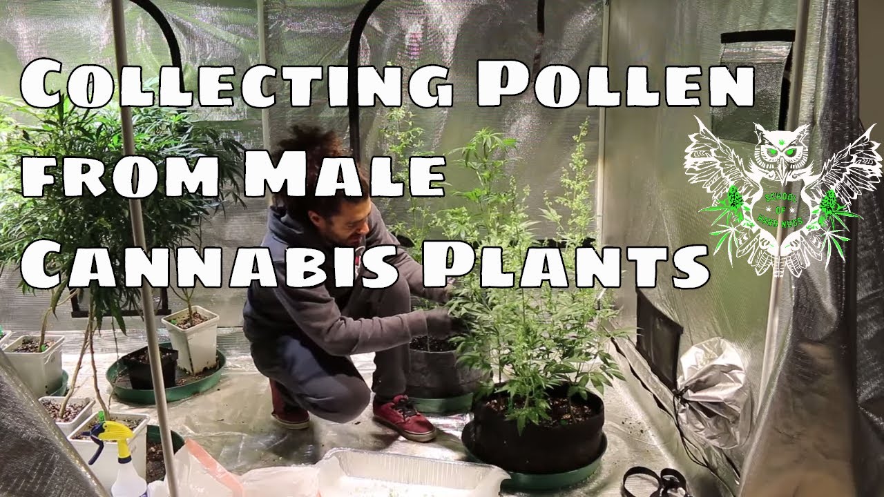 Collecting Pollen from Cannabis