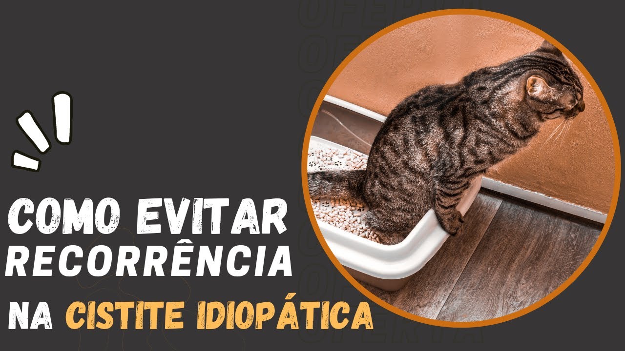 Como Evitar a Recorrência da Cistite Idiopática Felina | Dra Paty Bastos
