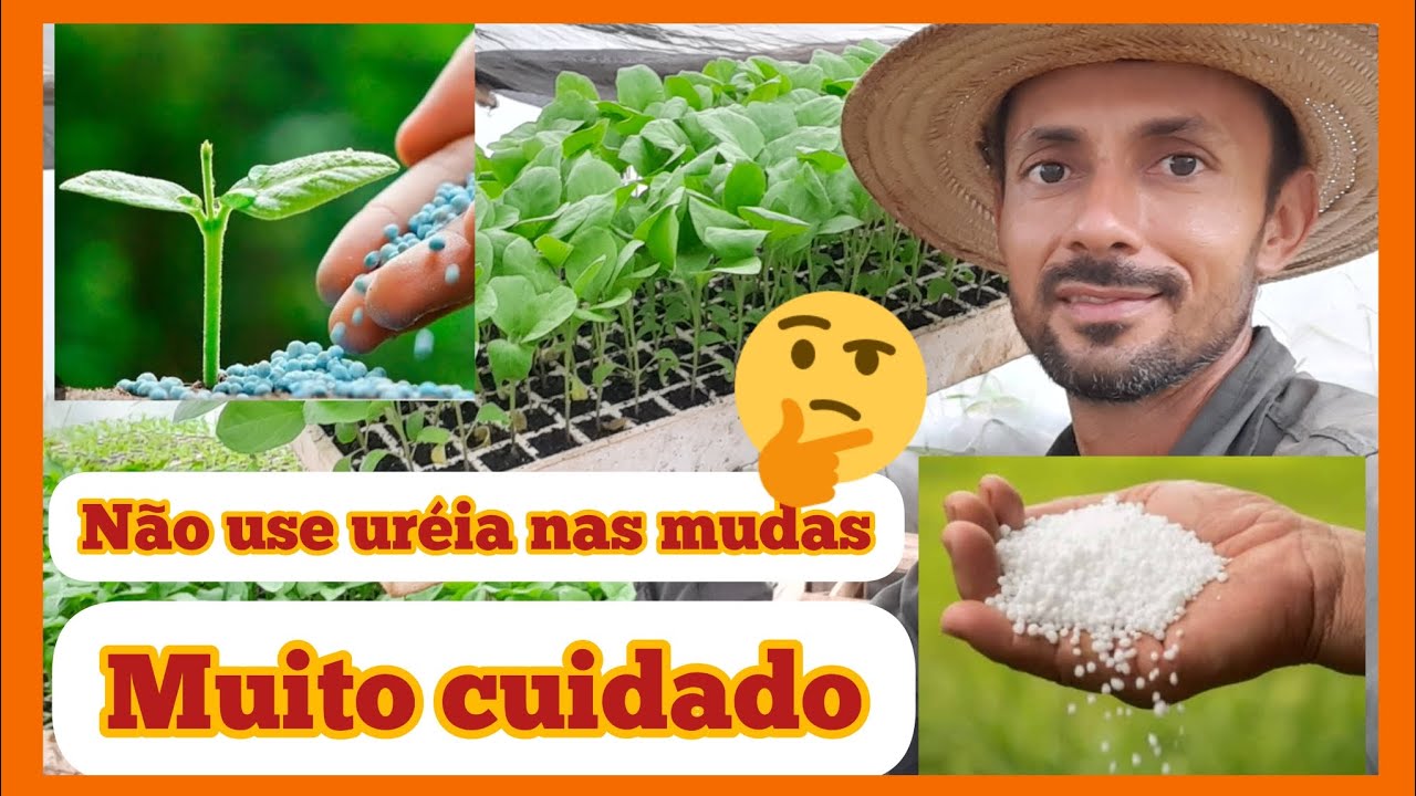 Como adubar mudas de hortaliças, para um bom desenvolvimento//Não use uréia nas mudas.