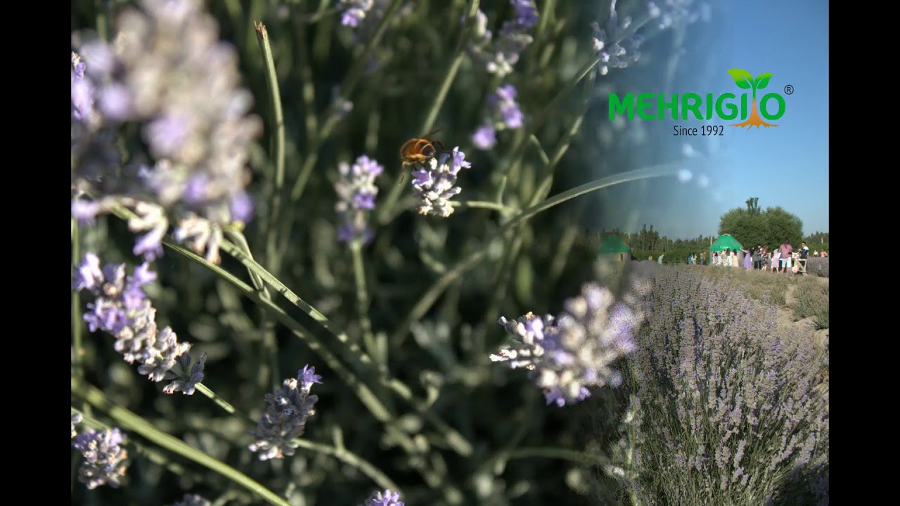 История Lavanda