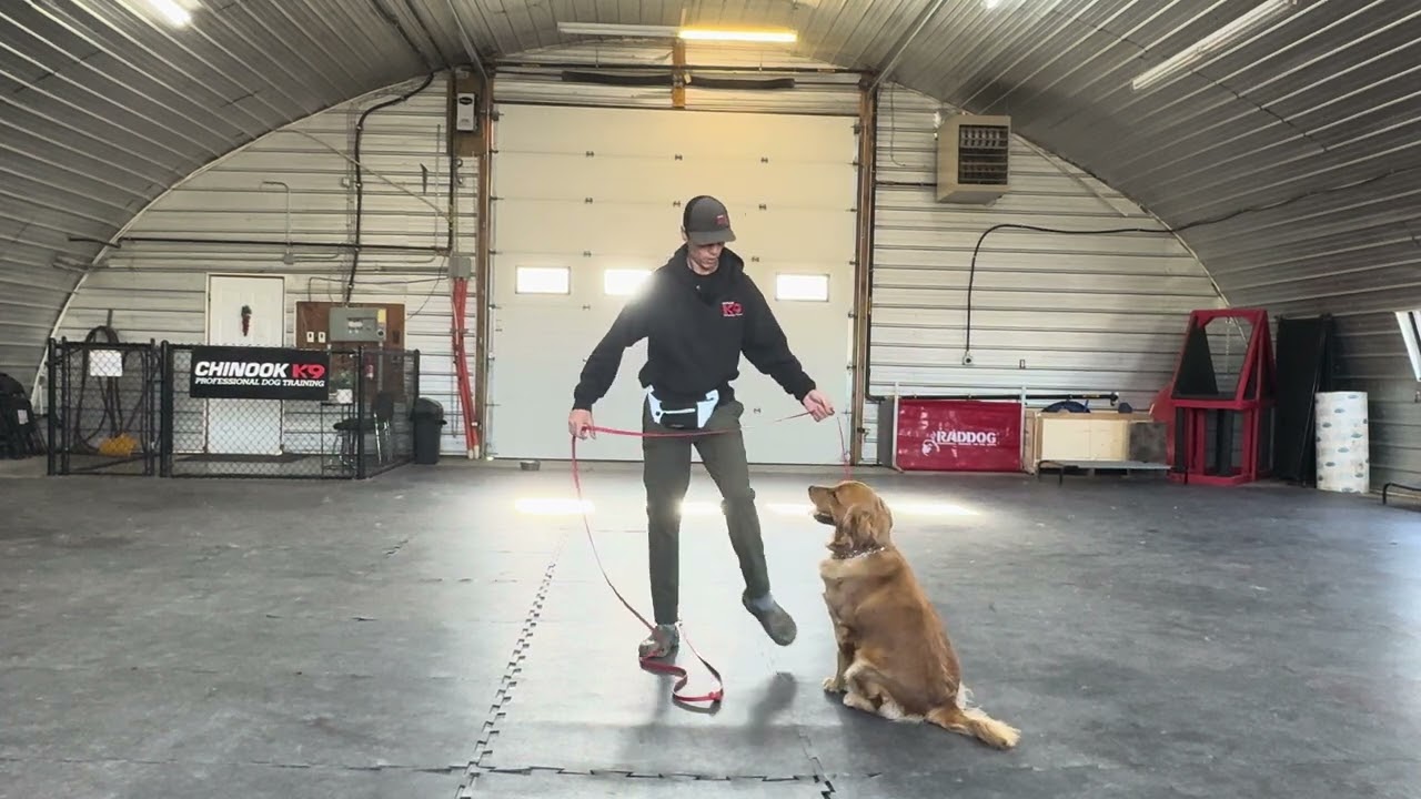 Teaching Heel Part 2