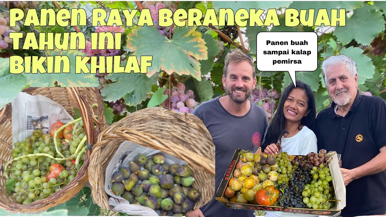 Panen Raya Tahun Ini, Panen Anggur, Panen Buah Plum & Panen Buah Tin Di Kebun Paman Bule
