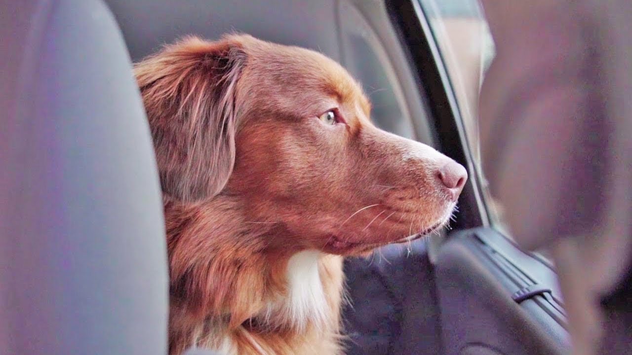 Car ride with the dogs to one of their favorite places - Duck Tollers