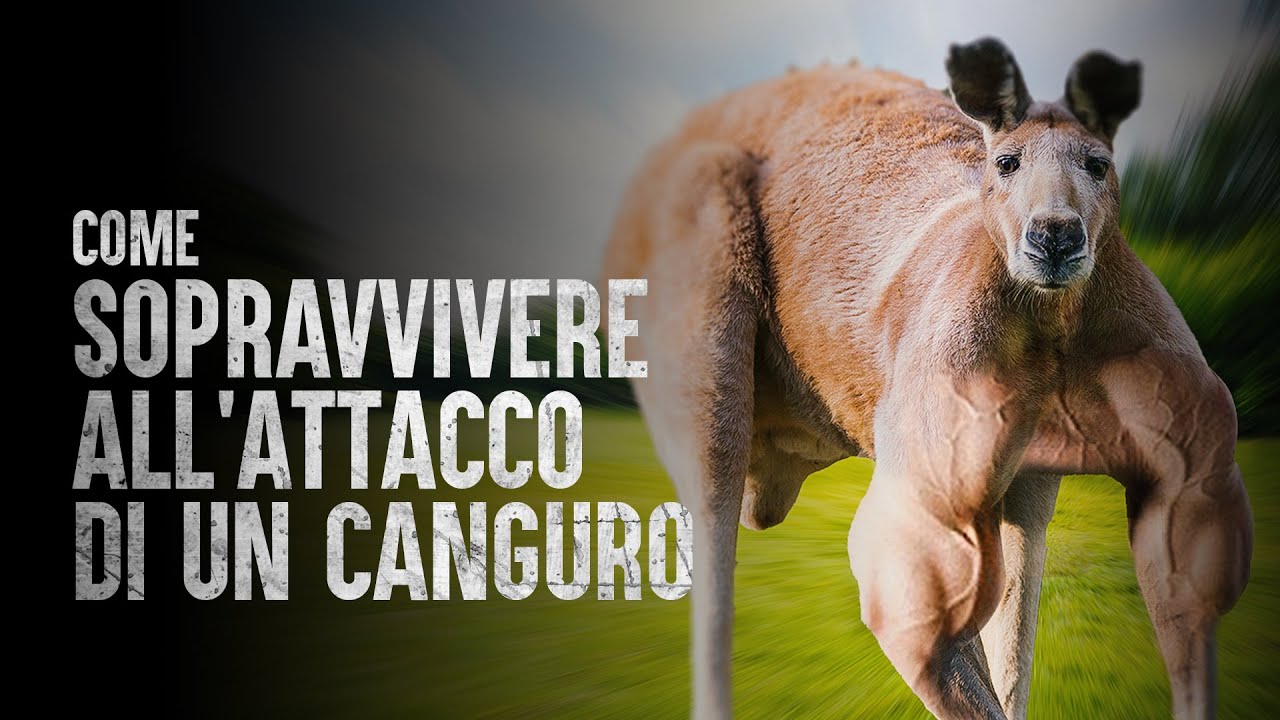 Come Sopravvivere all'Attacco di un Canguro