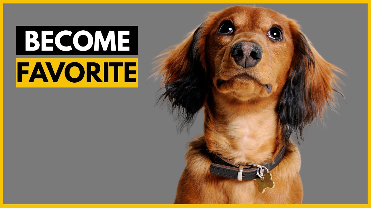 How Dachshunds Choose Their Favorite Person