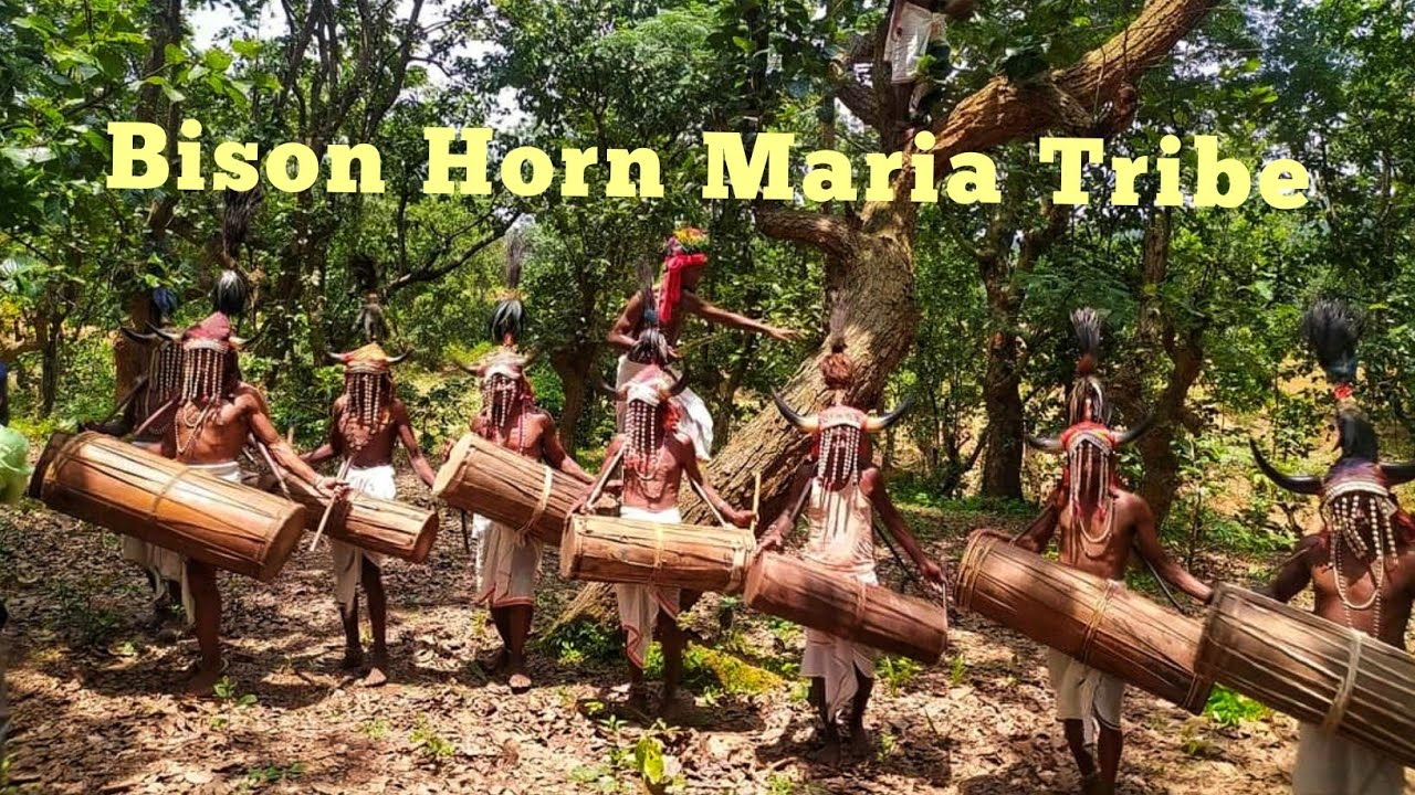 Bison Horn Maria tribal dance - Bastar ** Chhattisgarh **  #bastar #chhattisgarh #tribes #dance