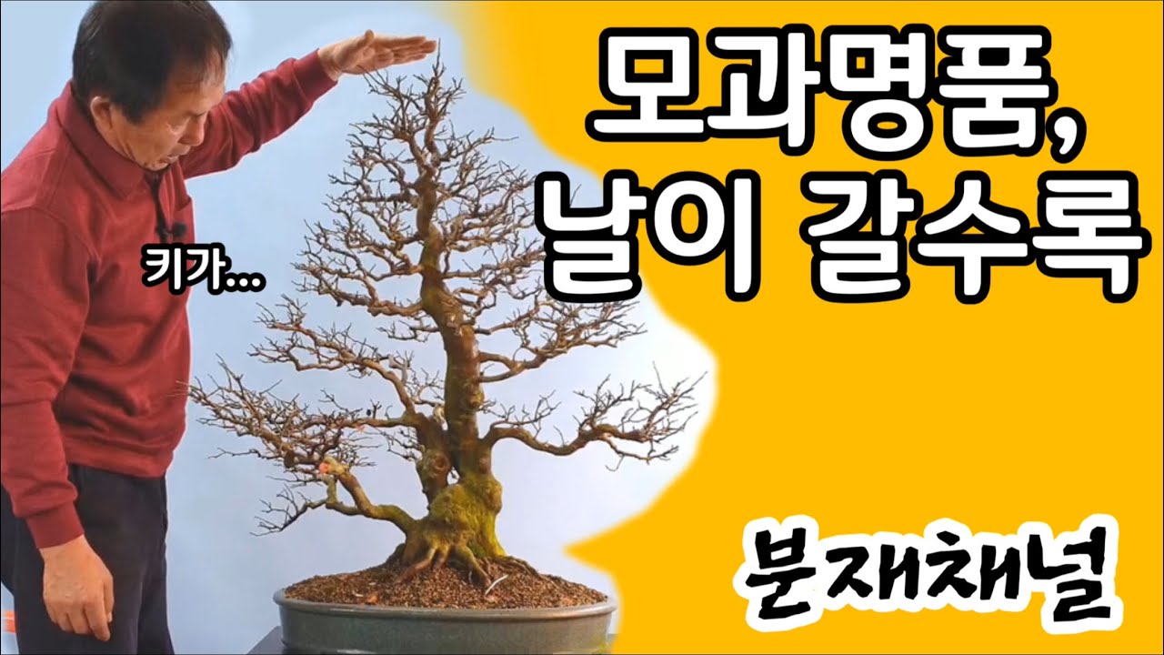 분재관리 55강 모과 명품-날이 갈수록