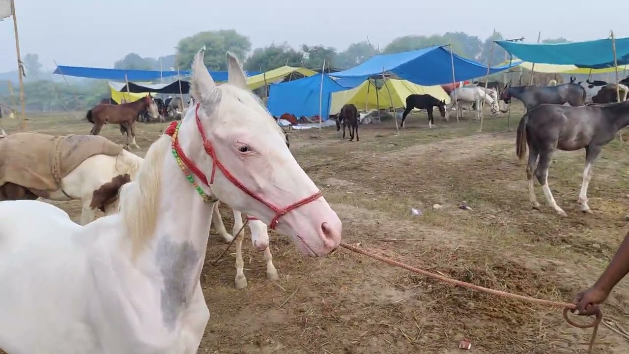 बटेश्वर मेला में नौकरी घोड़े के दम लग रहे हैं मुला जी बोल रहे हैं 1 लाख ग्राहक बोल रहा है 60000. किस
