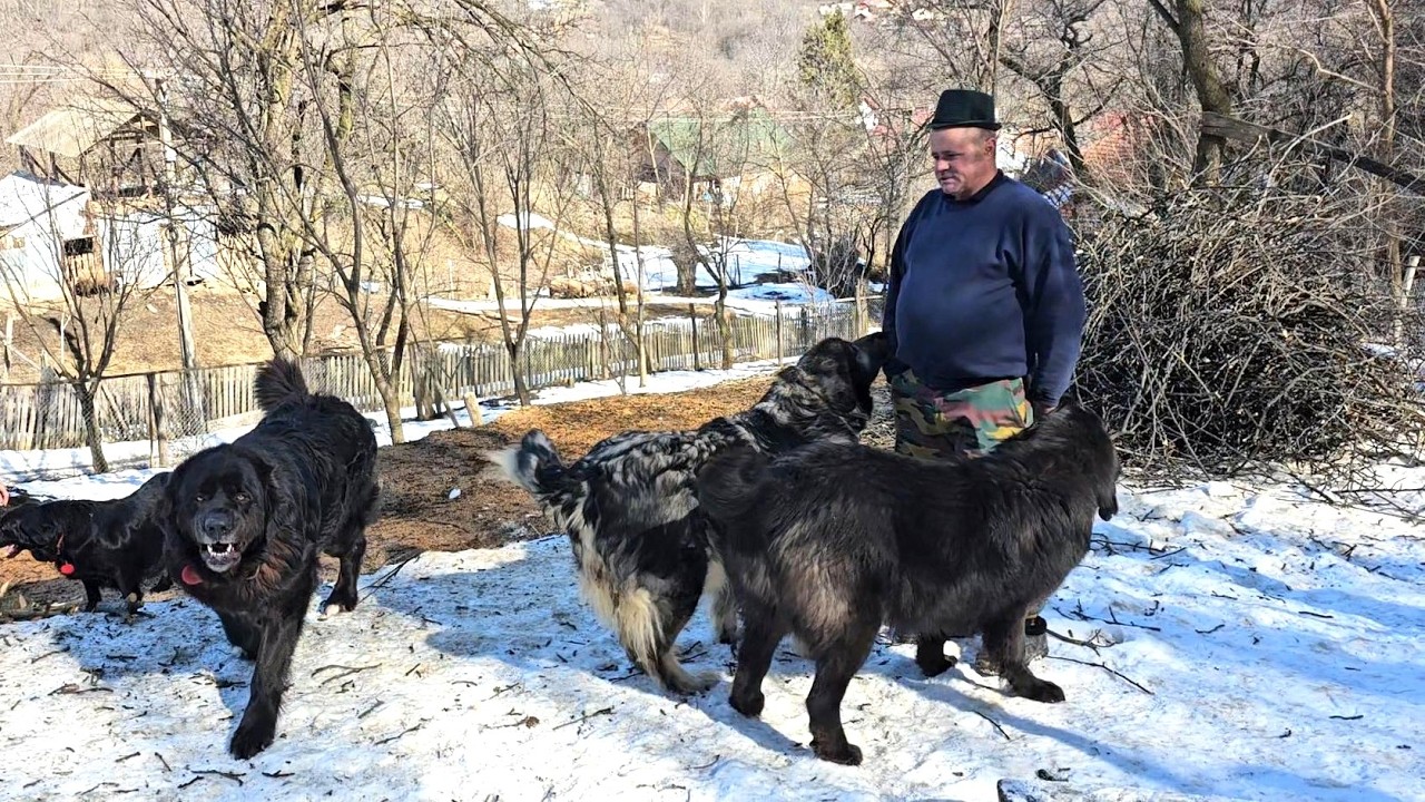 Вороны-пастухи, защищающие дом мистера Георга Пасанюка от медведя.