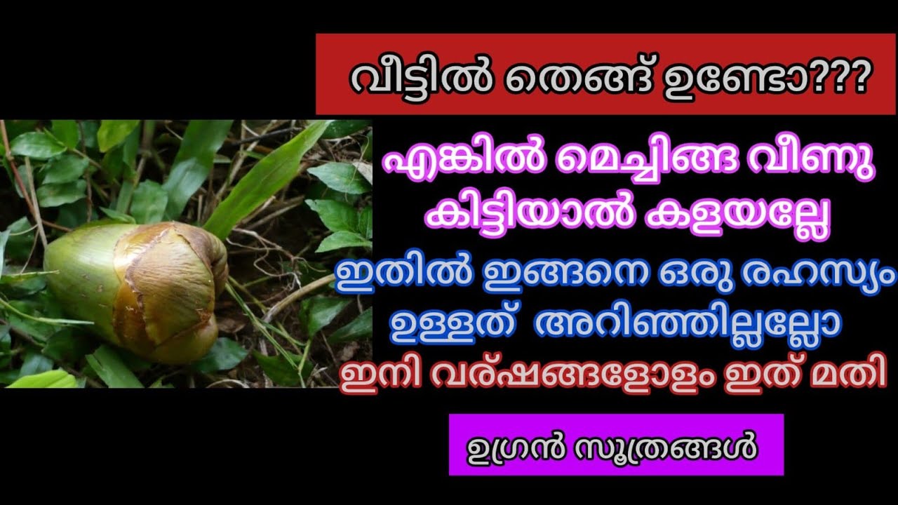 തെങ്ങിൽ നിന്ന് വീണു കിട്ടുന്ന മെച്ചിങ്ങ വെറുതെ കളയല്ലേ //Kitchen Hacks