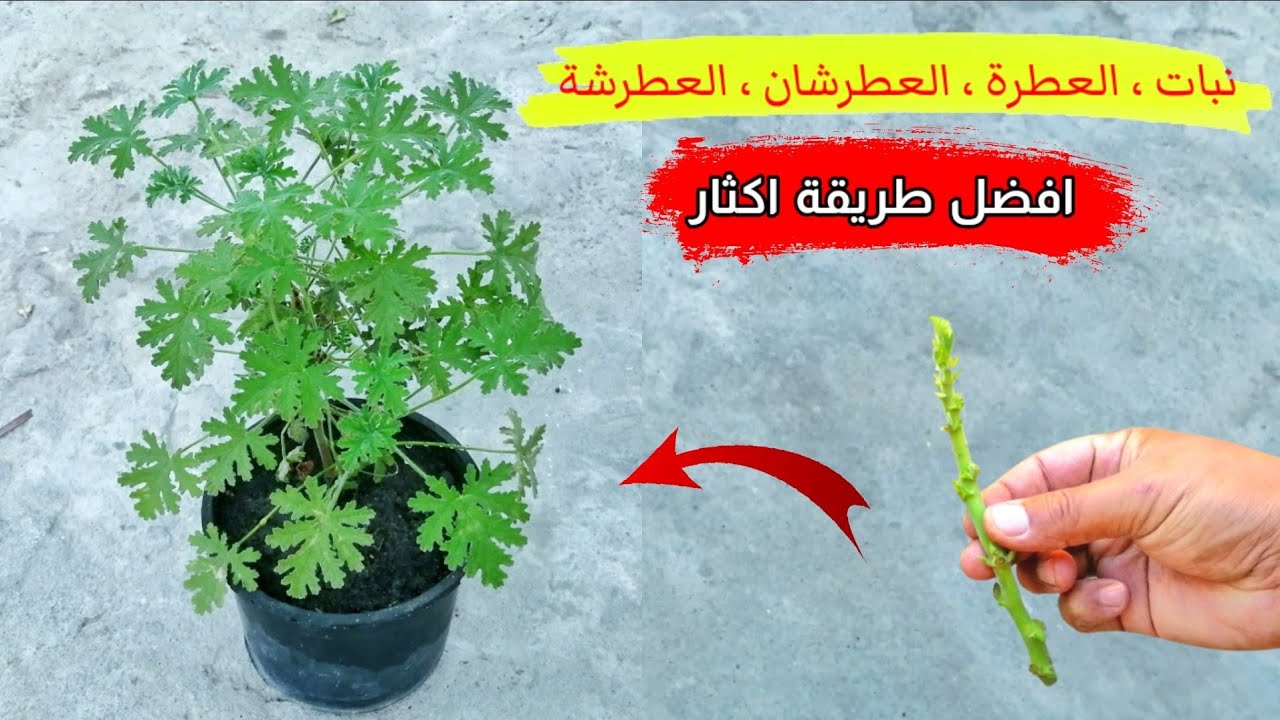كيفية الإكثار من نبات العطرشان بالعقلة الطرفية باسهل طريقة شرح عملي