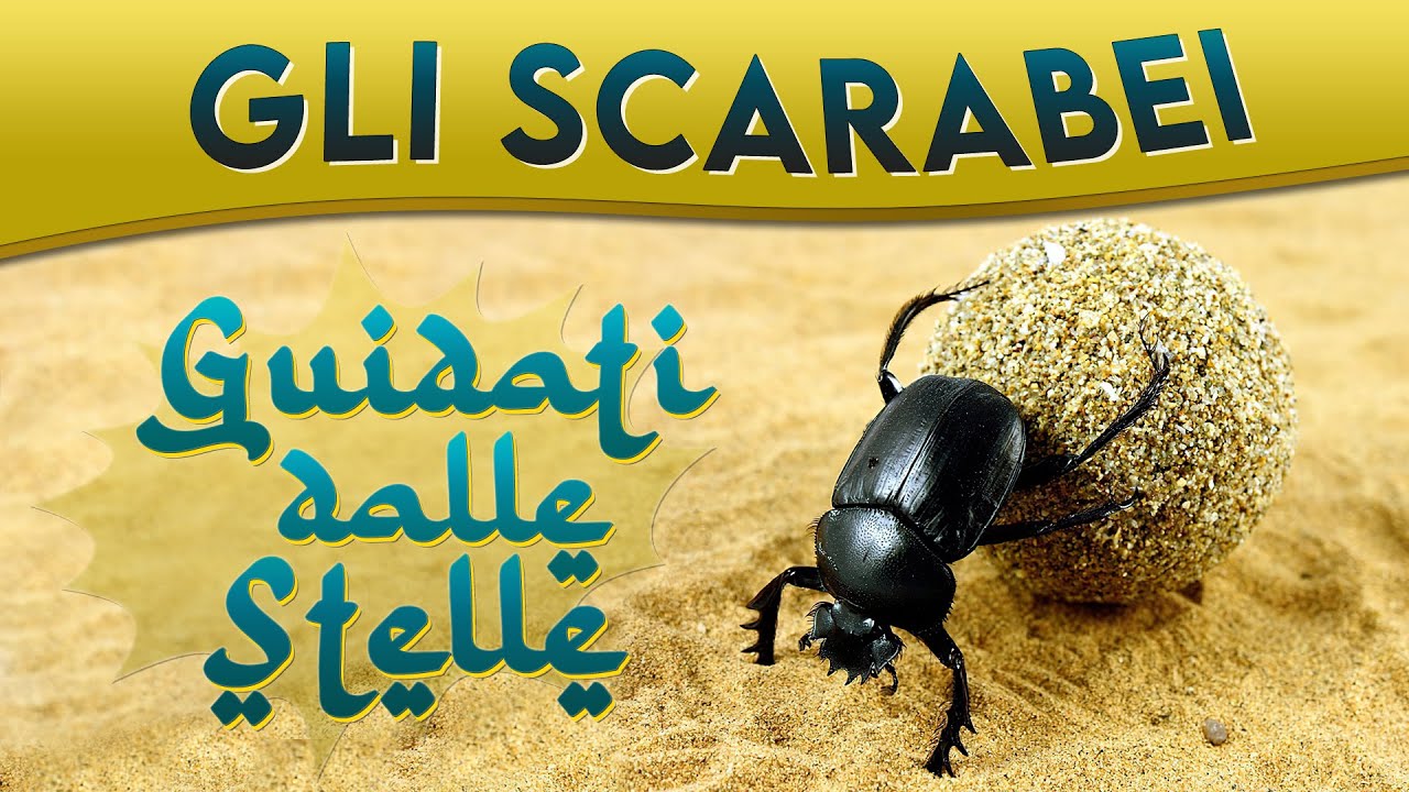 Gli Scarabei: guidati dalle stelle ► Puntata 56