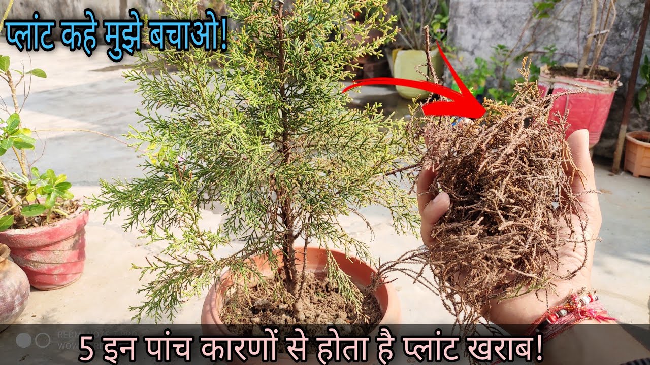 Golden cypress Plant अचानक से मरने क्यों लगा| किस कारण से आती है यह Problem||Treatment & Solution