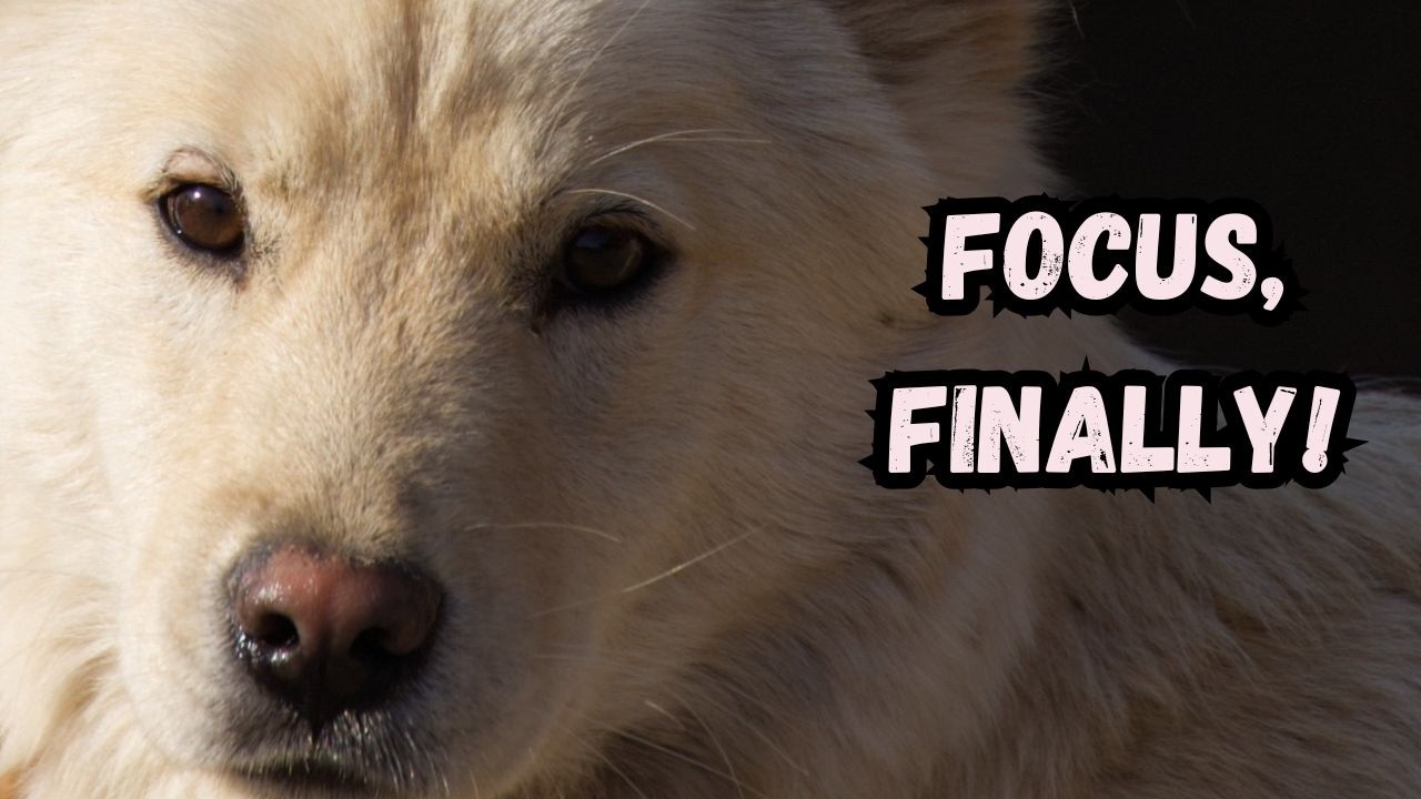 Your Rescue Dog Pays Attention to Everything BUT YOU? Do this.