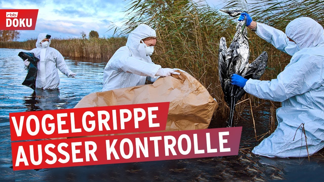 Vogelgrippe - Helfer am Limit? | Reportage