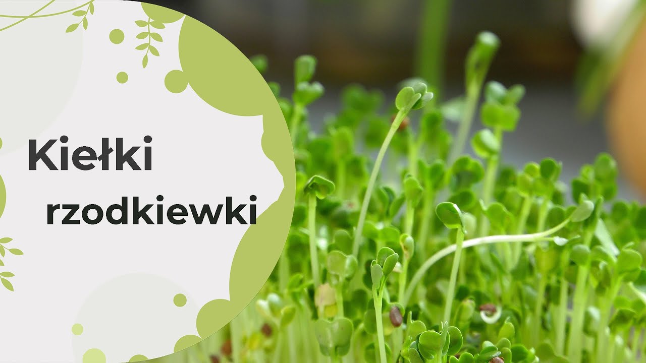 Jak wyhodować kiełki rzodkiewki? Jakie mają wartości odżywcze i jak wpływają na nasze zdrowie?