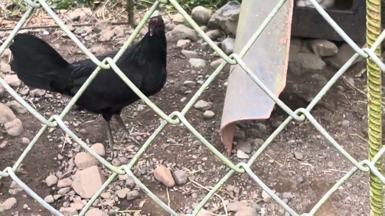 Para tu entender este video, tiene que entrar a Telegram. 8293830436. Para que vea la práctica.