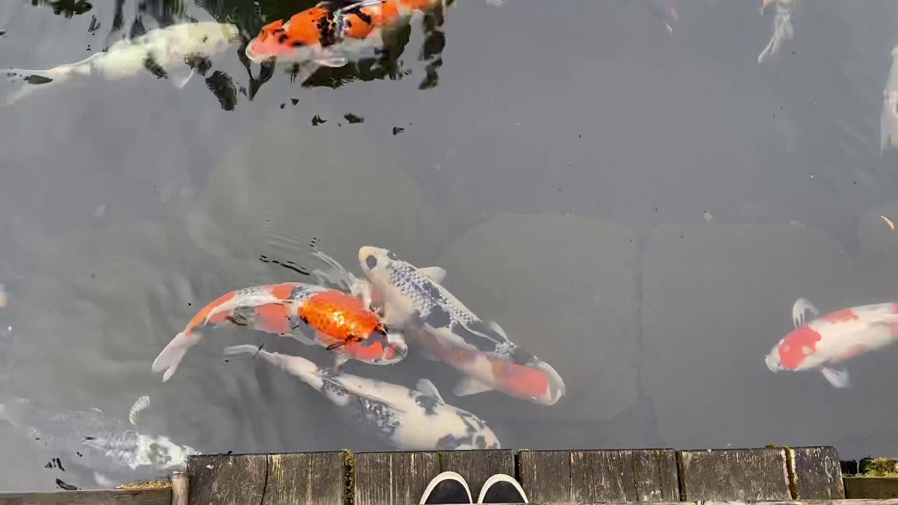 3 Minutes of Portland Japanese Garden Koi