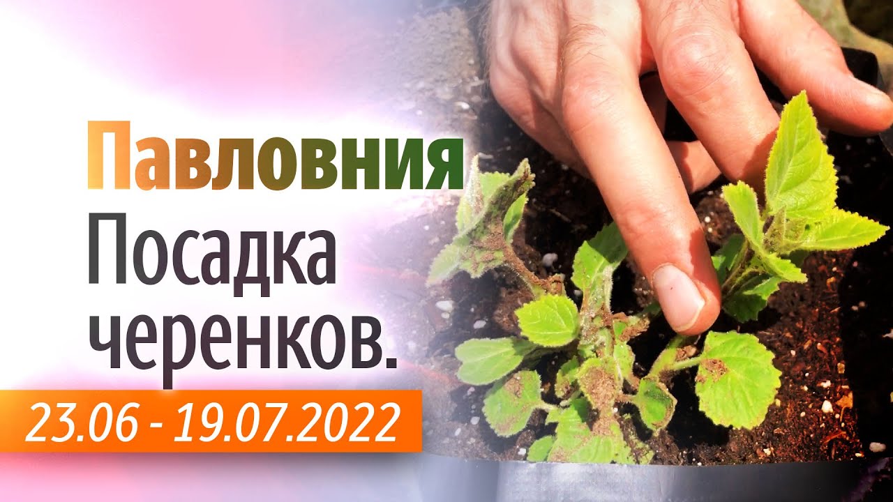 Посадка черенков Павловнии Войлочной.
