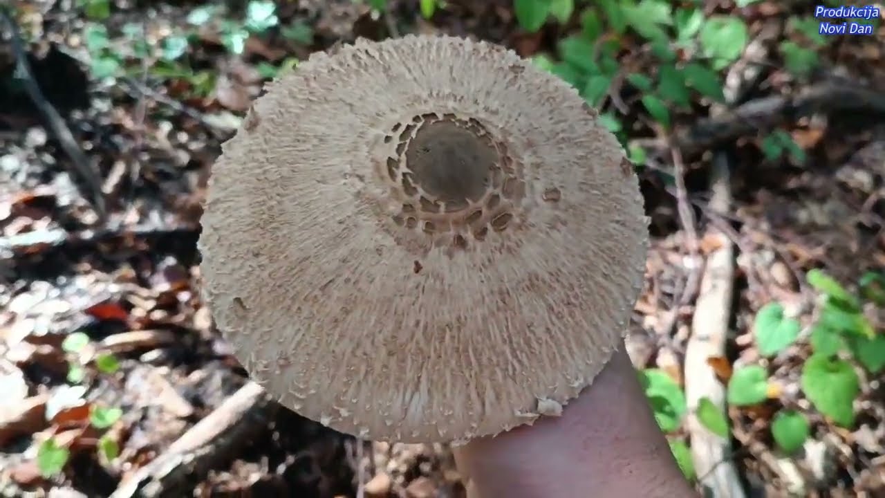 SUNCANICA,JEZEVKA,ZUTA  CAPICA JESENSKO BRANJE