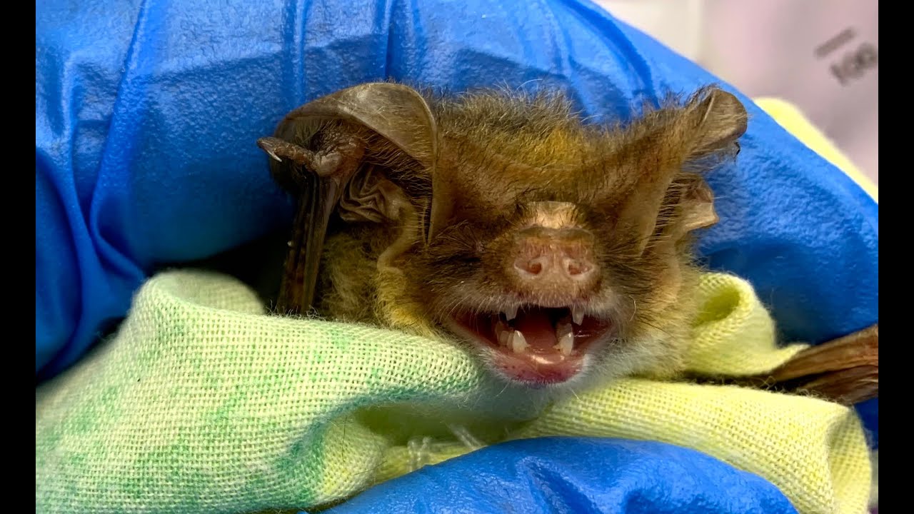 Rescuing a microbat on the ground:  this is Teabag (part 1)