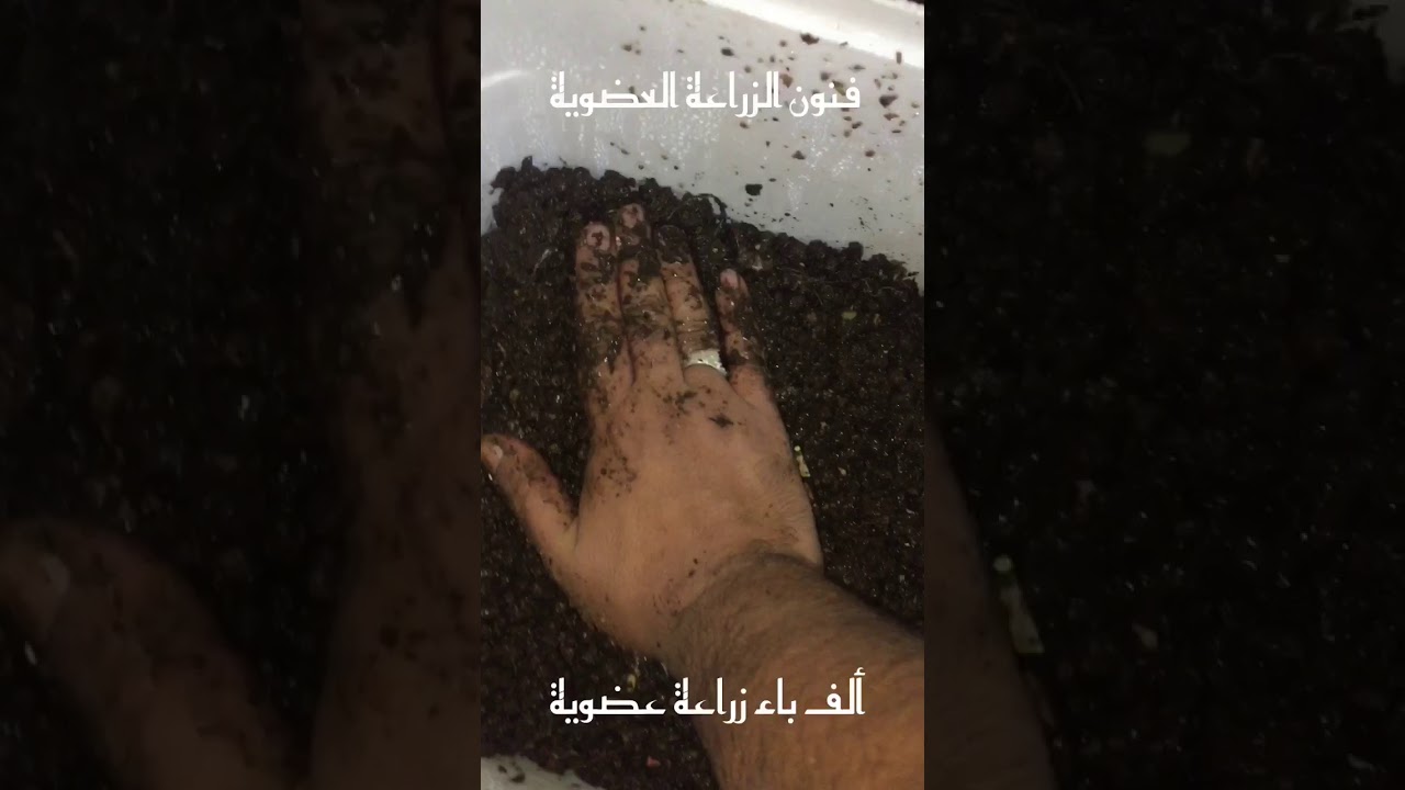 تحضير الكمبوست بأستخدام روث الارانب و البوكاشي ( الحلقة الاولي )
