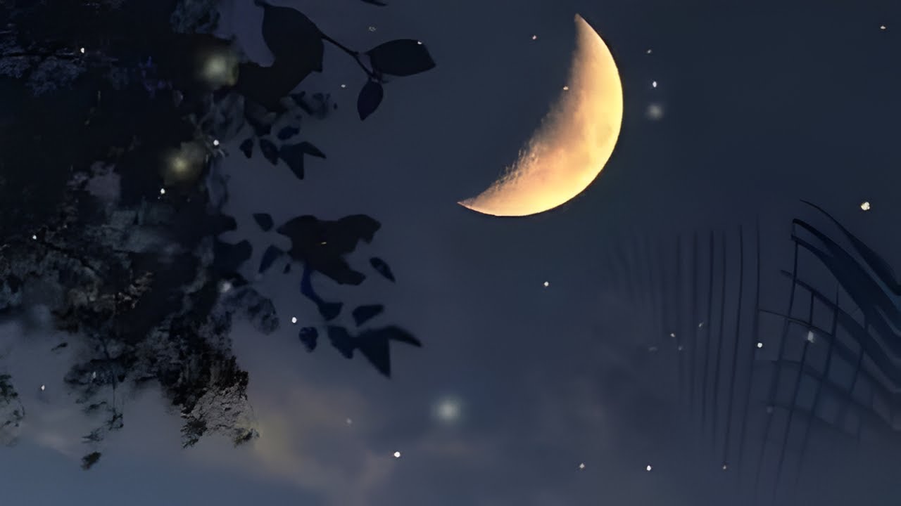 Forest sounds for relaxation - magical night atmosphere, fireflies, frogs, crickets