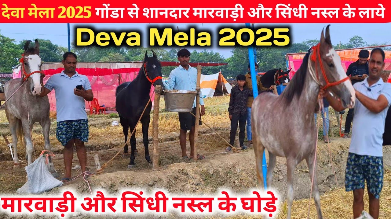 देवा मेला 2025 गोंडा से लेकर आये मारवाड़ी और सिंधी नस्ल के घोड़े||Deva Mela Horse market |Dewa mela