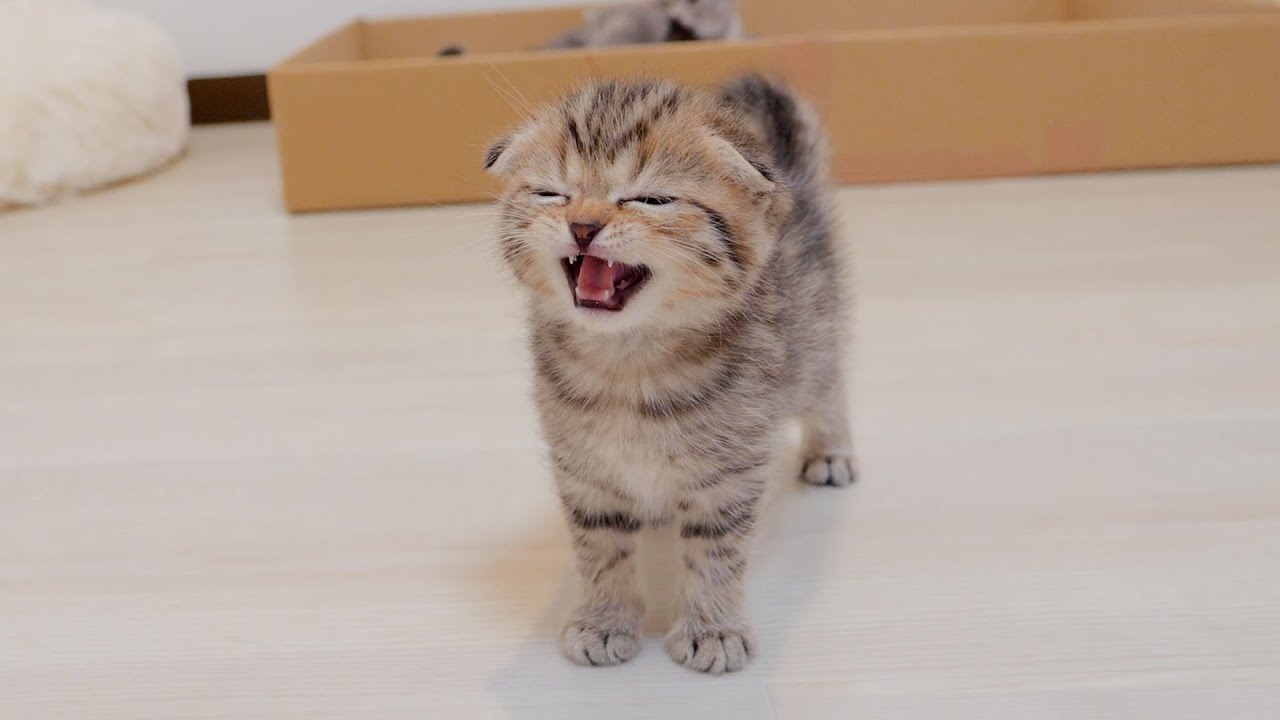 The exhausted meow of a hungry kitten was too cute.
