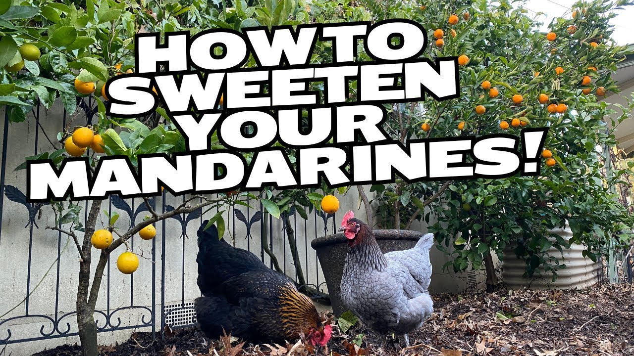 Restore and sweeten your MANDARIN TREE