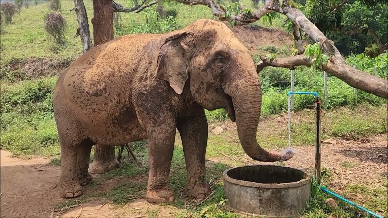 Elephant Highland By Elephant Nature Park, Chiang Mai, Thailand